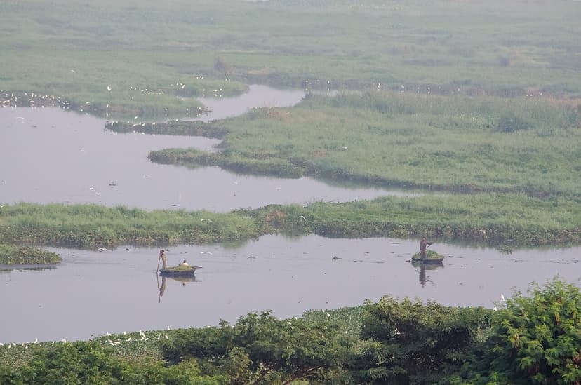 Bellandur Lake wetland on a misty morning, Bengaluru
